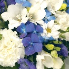 Posy  Blue and White